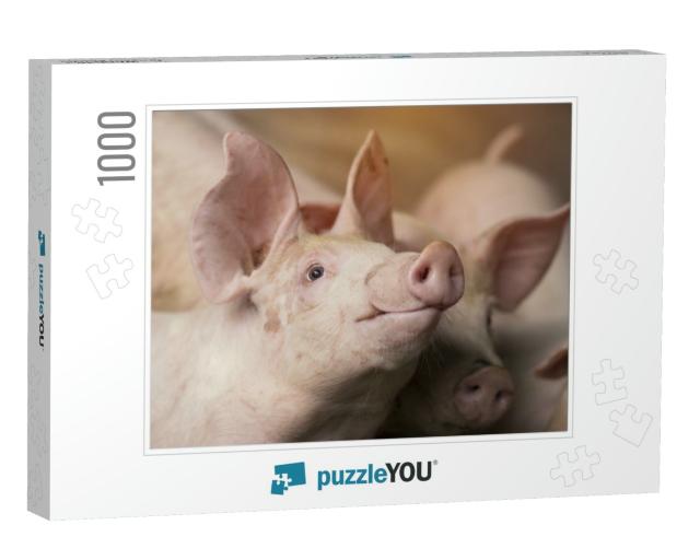 Piglet Waiting Feed. Pig Indoor on a Farm Yard in Thailan... Jigsaw Puzzle with 1000 pieces