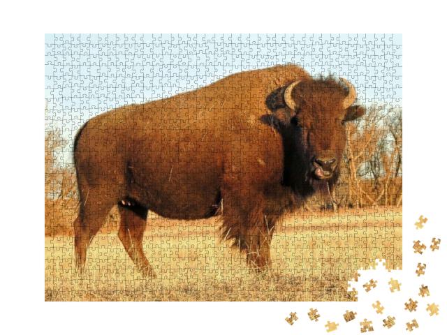 American Bison Standing in a Field Looking At the Camera... Jigsaw Puzzle with 1000 pieces