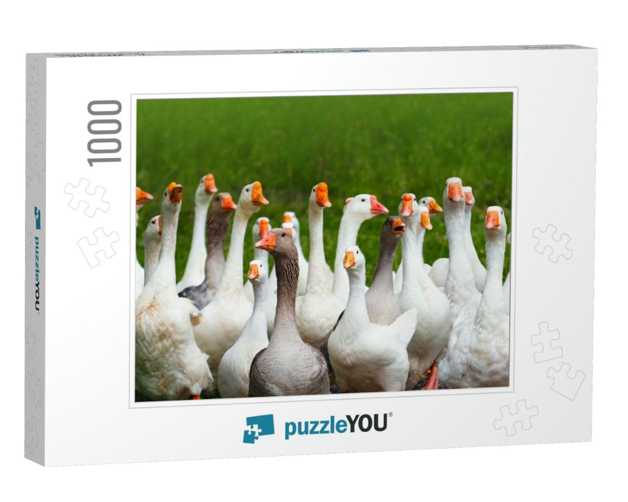Geese Attack. Flock of Domestic Geese on a Green Meadow... Jigsaw Puzzle with 1000 pieces