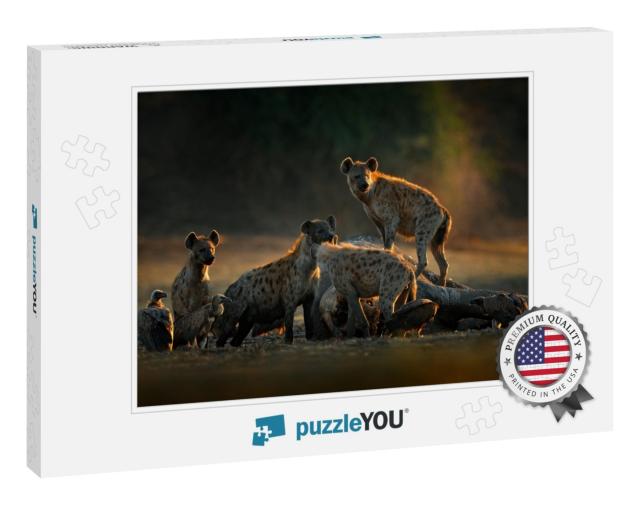 Africa Wildlife. Spotted Hyena, Crocuta Crocuta, Pack wit... Jigsaw Puzzle